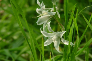 Ornithogalum nutansKnikkende vogelmelk bestellen